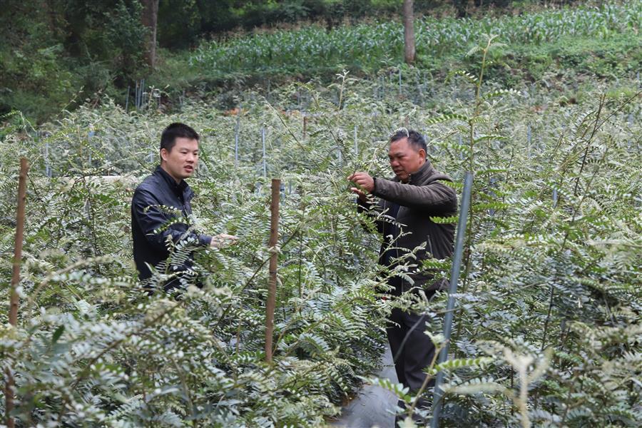 AG Club | The Originator of Live Casino