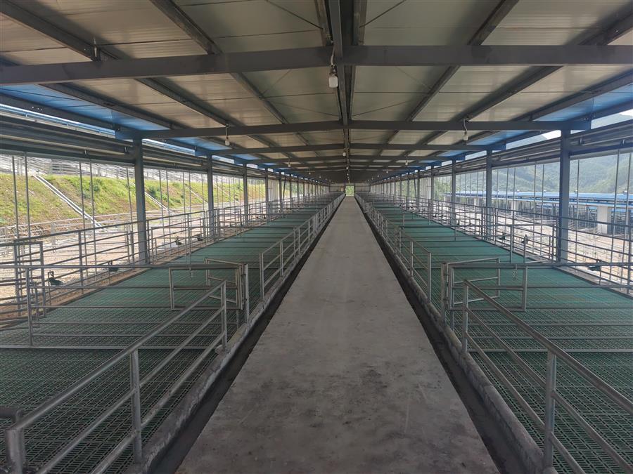 AG Club | The Originator of Live Casino